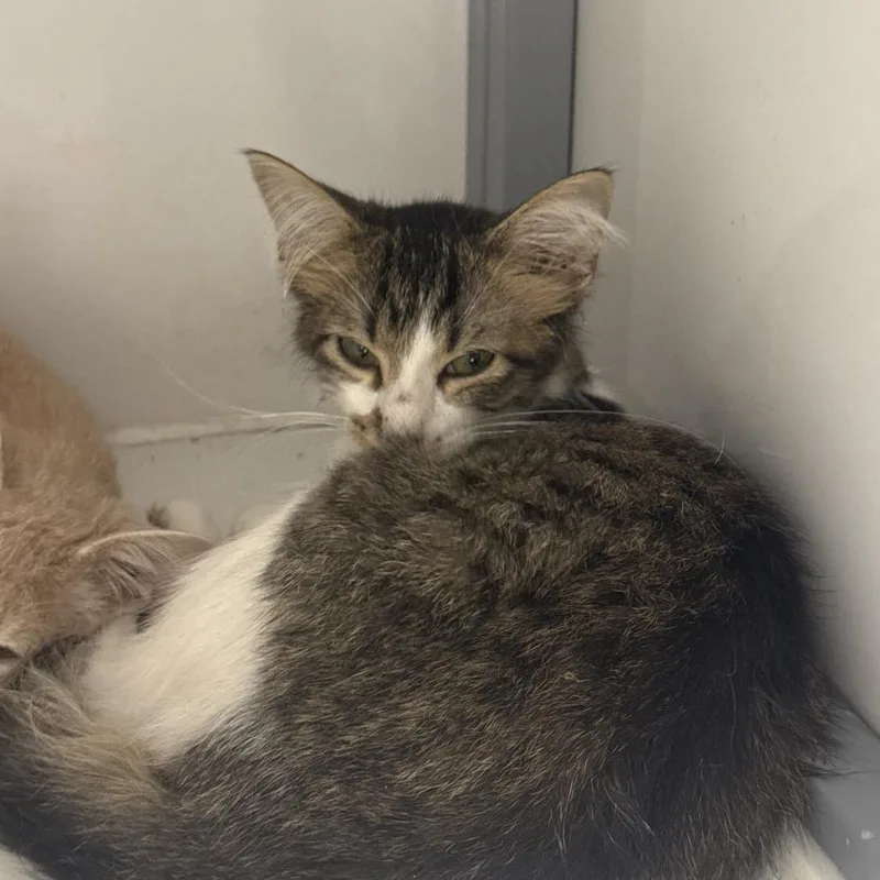 A young small-sized female White Domestic Short Hair cat named Smores for adoption in Shelbyville, IL