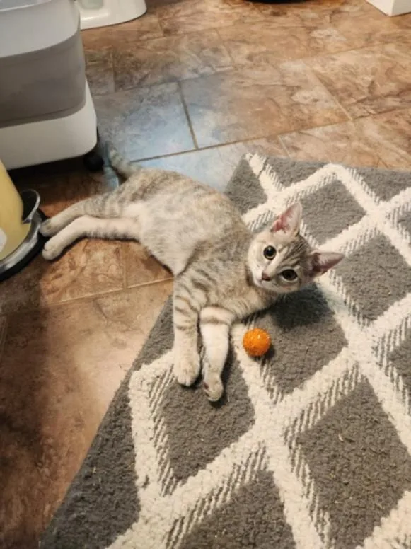 A baby small-sized female Domestic Short Hair cat named Smokey for adoption in Hagerstown, MD