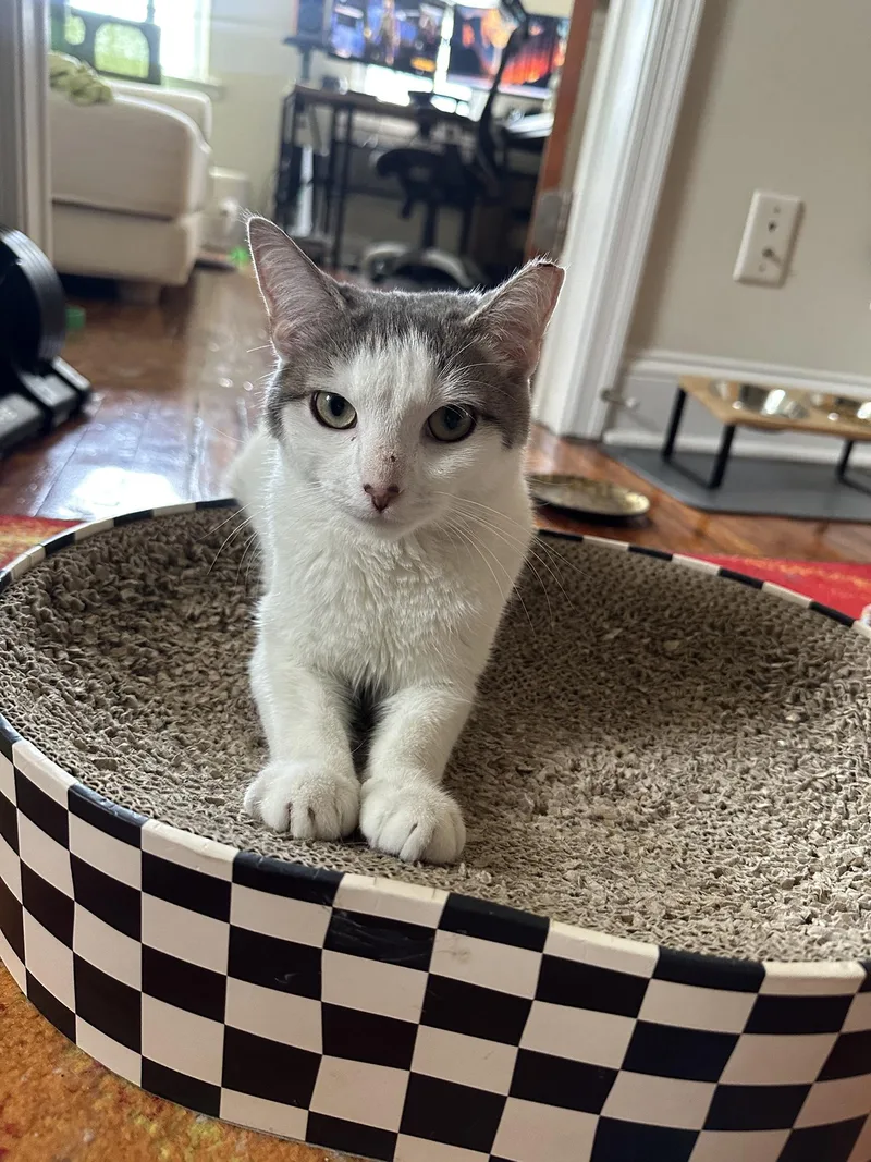 A young medium-sized female Gray & White Domestic Short Hair cat named Violet Pine for adoption in Philadelphia, PA