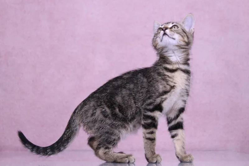 A baby medium-sized female Tabby (Gray / Blue / Silver) Domestic Short Hair cat named Pretzel for adoption in Tuscaloosa, AL