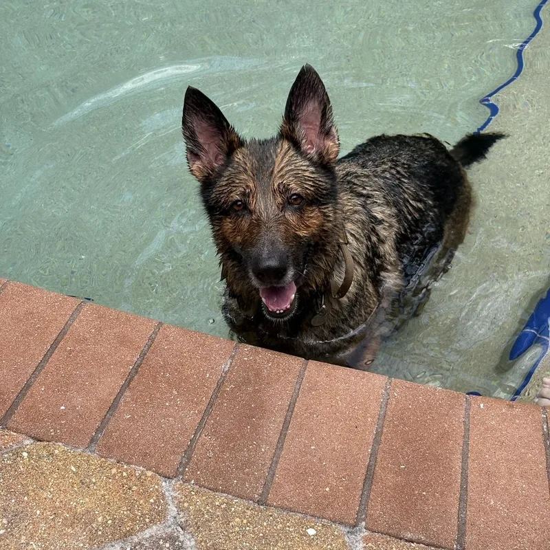 An adult large-sized female Tricolor (Brown, Black, & White) Shepherd dog named Brooklyn for adoption in Lakeland, FL