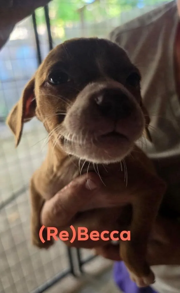 A baby medium-sized female Chocolate Labrador Retriever dog named Rebecca for adoption in Waynesville, GA