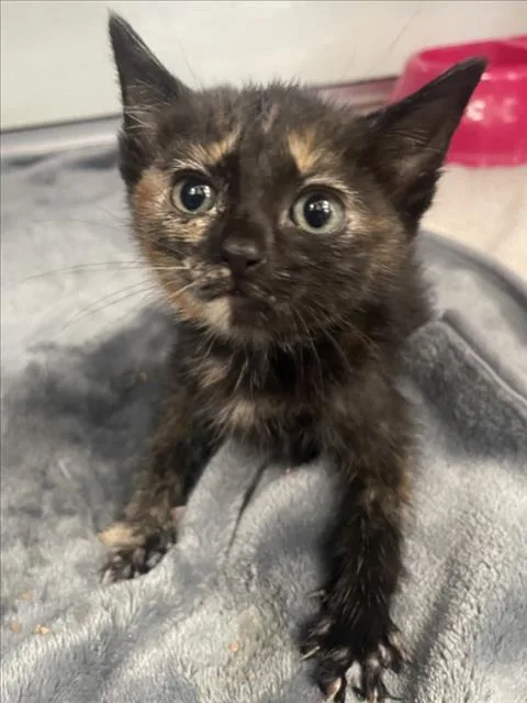 A baby small-sized female Domestic Short Hair cat named Zinnia for adoption in Tracy, CA