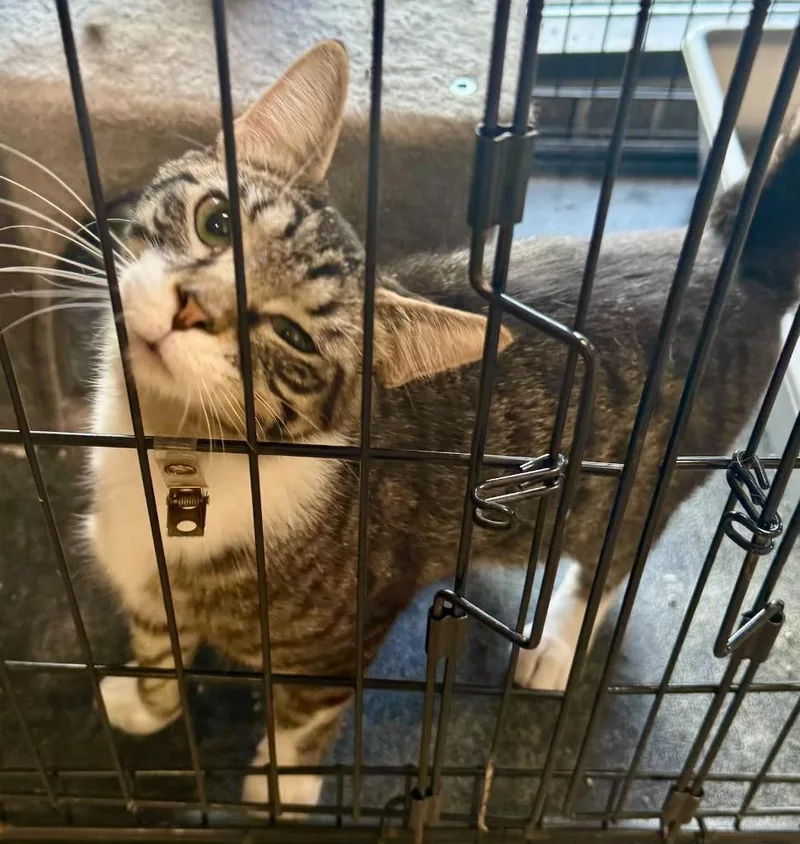 A baby large-sized male Domestic Short Hair cat named Wellaby for adoption in Effingham, IL