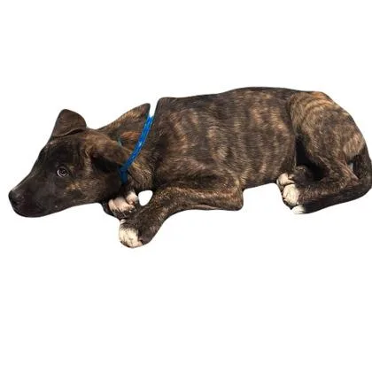 A baby medium-sized male Dutch Shepherd dog named Willie for adoption in Red Bluff, CA