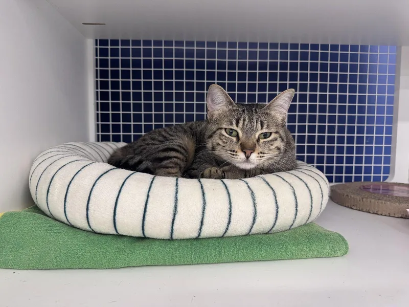 An adult medium-sized female American Shorthair cat named Lila for adoption in Herndon, VA