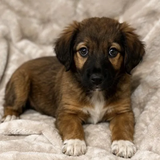 A baby large-sized female Brown / Chocolate Shepherd dog named Nikki for adoption in Pelham, NH