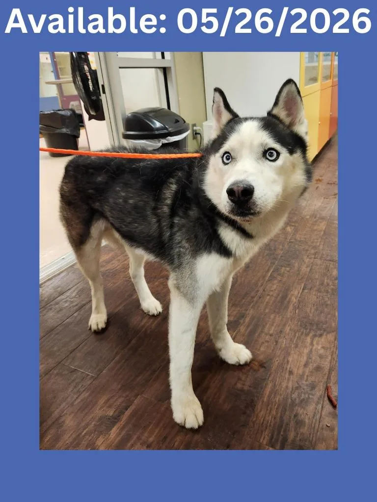 An adult large-sized male Husky dog named Dog Kennel for adoption in Greenville, TX