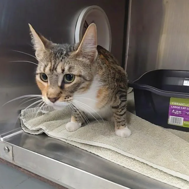 A young small-sized female Domestic Short Hair cat named Birdie for adoption in Huntsville, AL