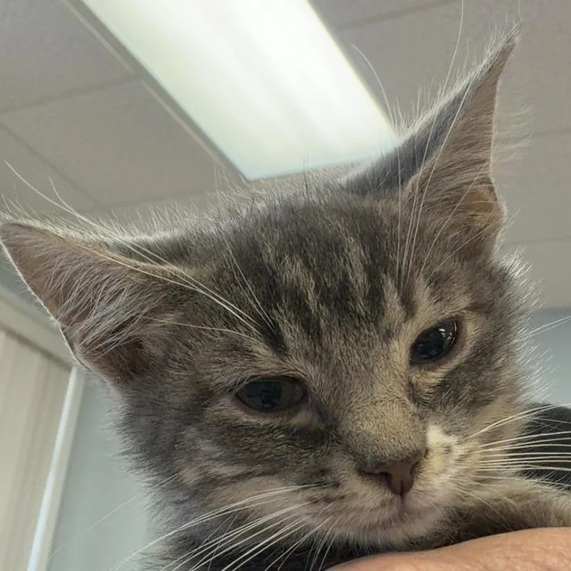 A baby small-sized female Gray / Blue / Silver Domestic Short Hair cat named Lillian for adoption in Greensboro, GA