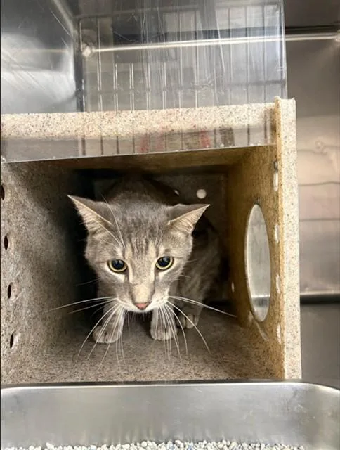 An adult large-sized male Domestic Short Hair cat named Angus for adoption in Augusta, GA