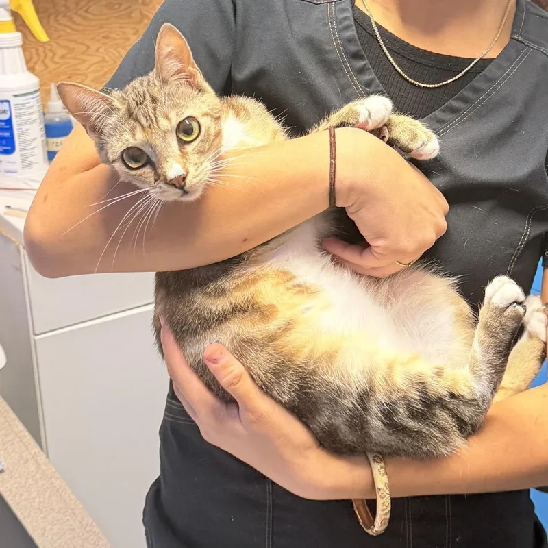 A young medium-sized female Gray / Blue / Silver Domestic Short Hair cat named Skinny Pop for adoption in Wahiawa, HI