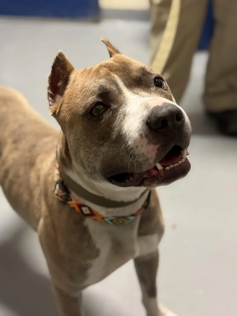 An adult large-sized male Yellow / Tan / Blond / Fawn American Staffordshire Terrier dog named Ajax for adoption in Ashland, VA