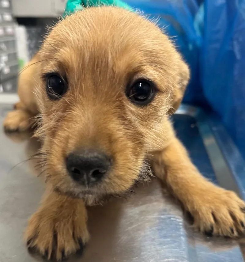 A baby small-sized male Mixed Breed dog named Scrappy for adoption in Hillsdale, IN