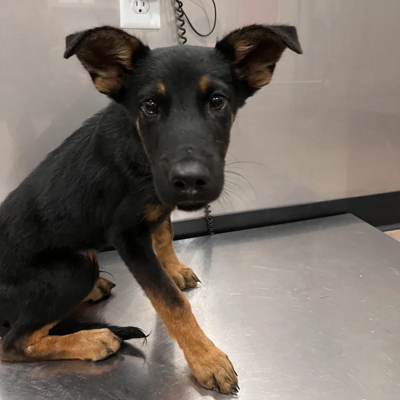 A baby medium-sized female German Shepherd Dog dog named Forest for adoption in Washburn, MO