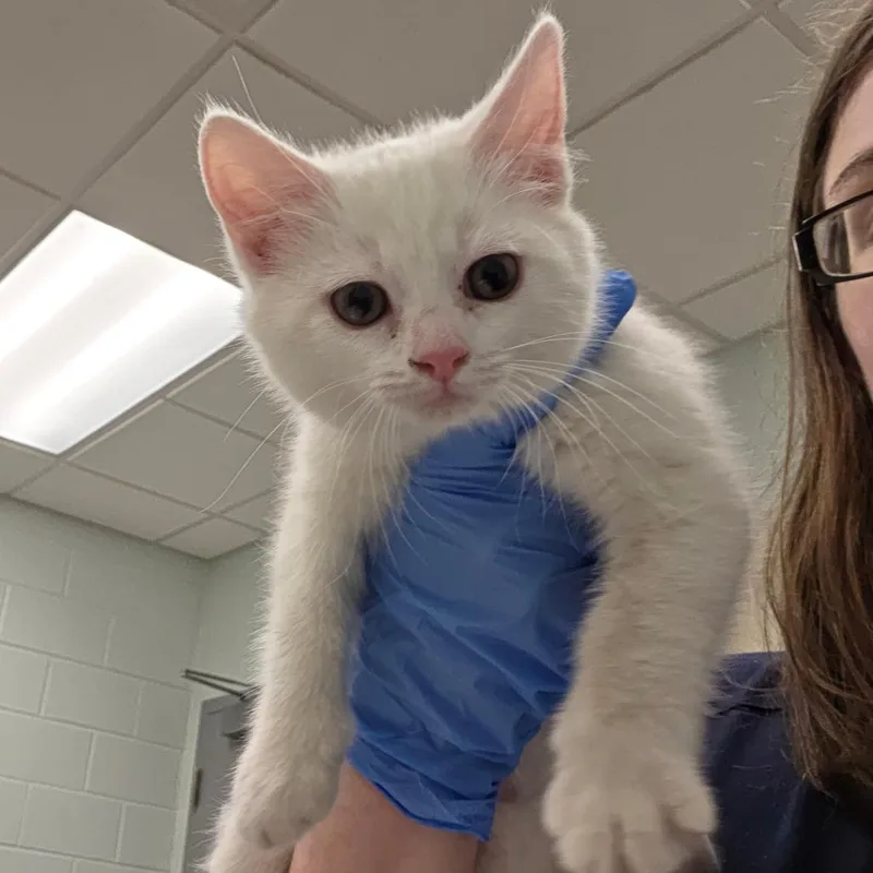 A baby small-sized female White Domestic Short Hair cat named Concrete for adoption in Chattanooga, TN
