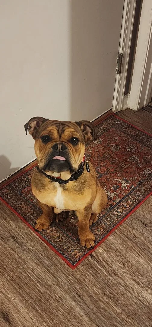 A young medium-sized male English Bulldog dog named Bowser for adoption in Belmar, NJ