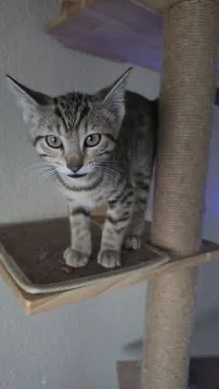 A baby small-sized male Gray & White Domestic Short Hair cat named Triumph for adoption in Colorado Springs, CO