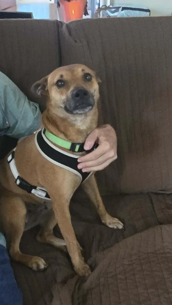 An adult medium-sized female Yellow / Tan / Blond / Fawn Rat Terrier dog named Mary Beth for adoption in Amherst, NY