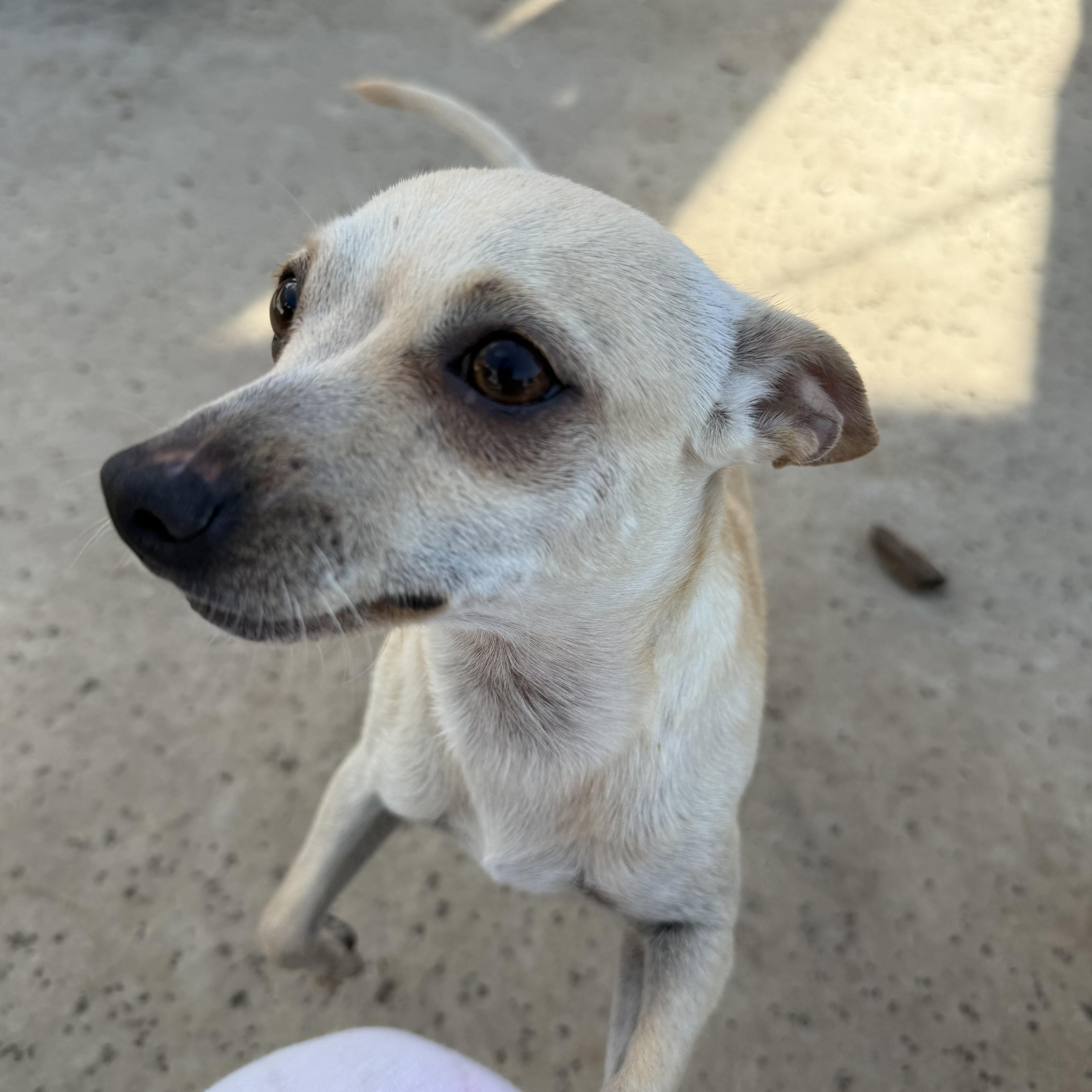 An adult small-sized male Apricot / Beige Chihuahua dog named Chicharron for adoption in stockton, CA