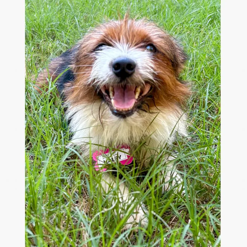 An adult small-sized female Brown / Chocolate Terrier dog named Haley for adoption in Wake Forest, NC