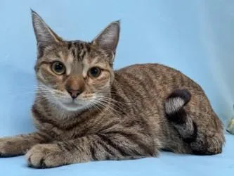 An adult small-sized female Domestic Short Hair cat named Cojack for adoption in Golden Valley, MN