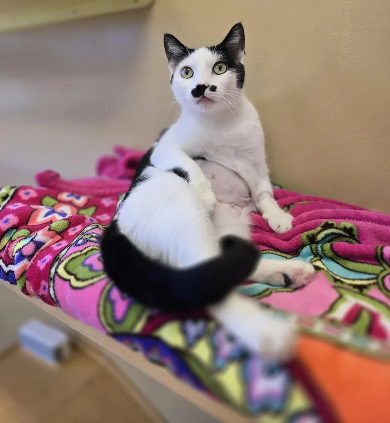 An adult medium-sized female Domestic Short Hair cat named Leto for adoption in Bristol, RI