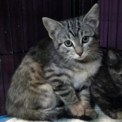 A baby small-sized female Brown / Chocolate Domestic Short Hair cat named Use It for adoption in San Diego, CA