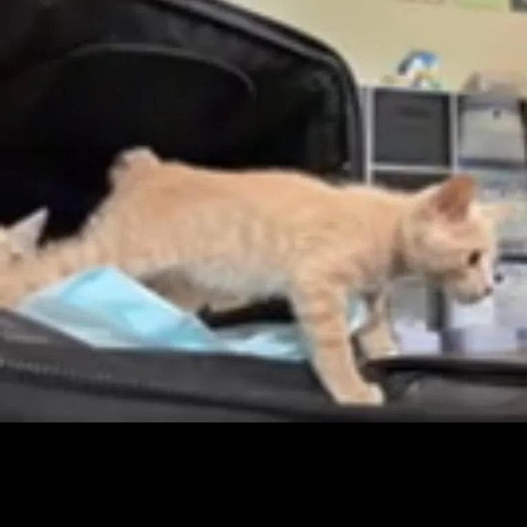 A baby small-sized male Buff / Tan / Fawn Domestic Short Hair cat named Nutmeg Norman for adoption in White, GA