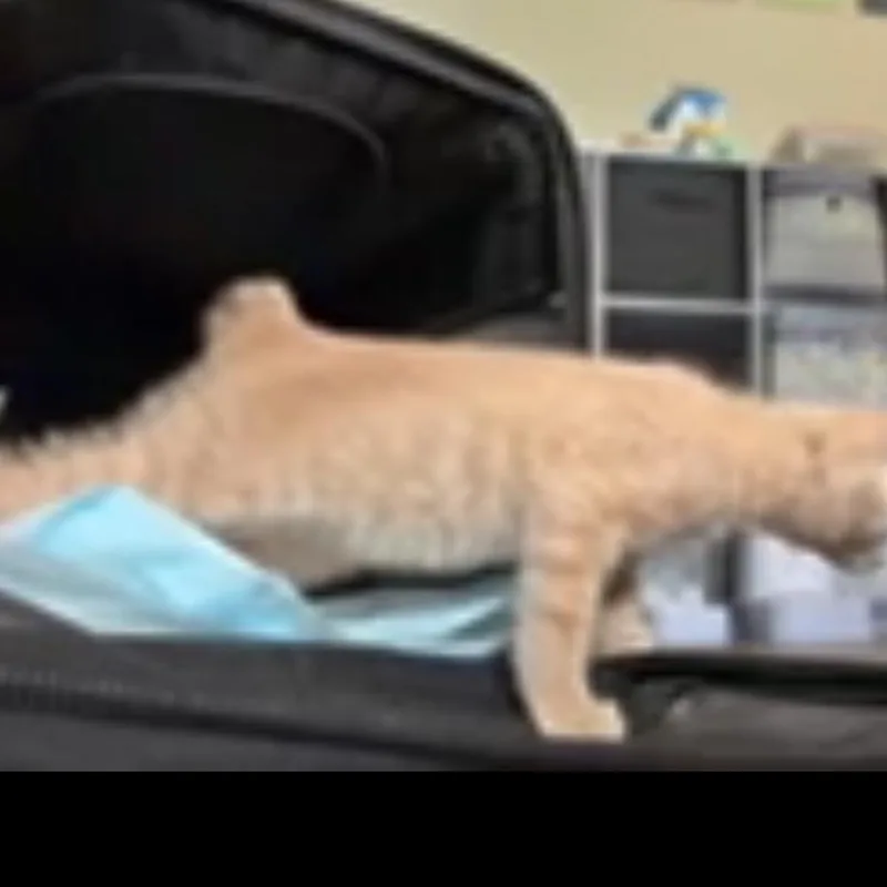 Nutmeg Norman thumbnail 6