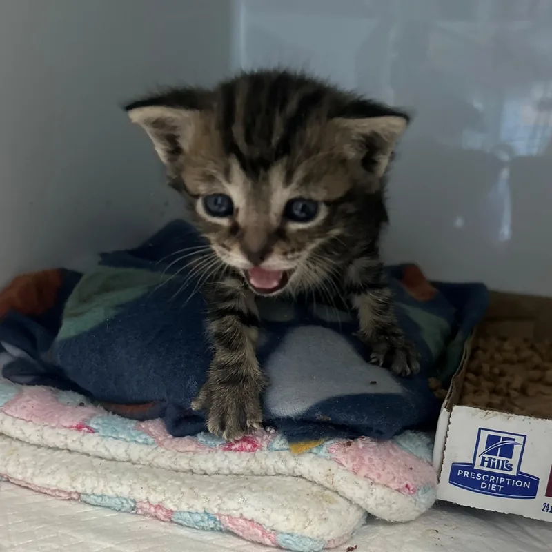 A baby small-sized male Tabby (Brown / Chocolate) Domestic Short Hair cat named Gravy for adoption in Margate, FL