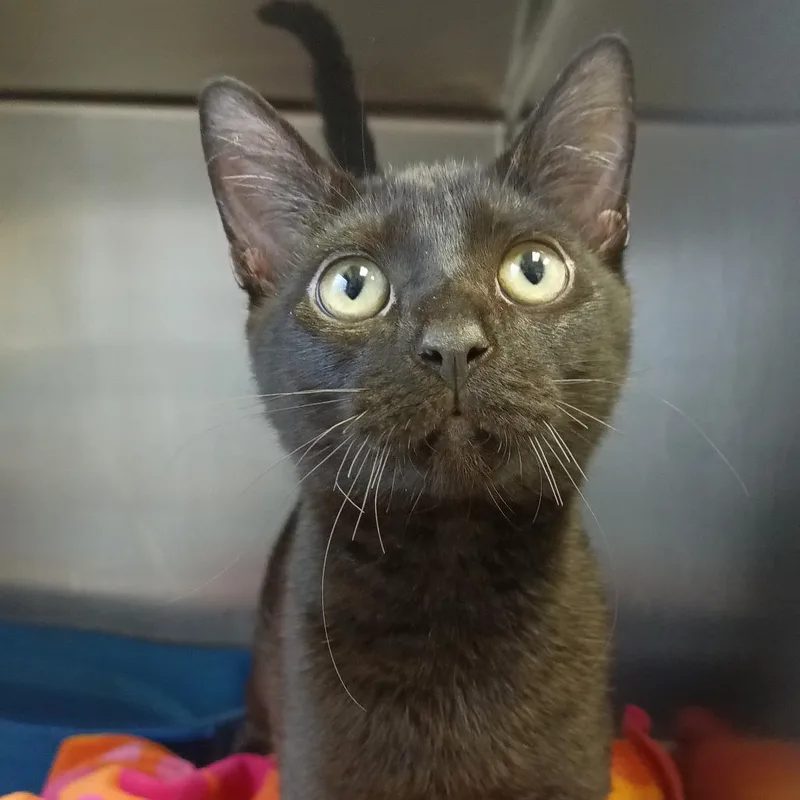 A baby small-sized male Black Domestic Short Hair cat named Frog for adoption in Galveston, TX