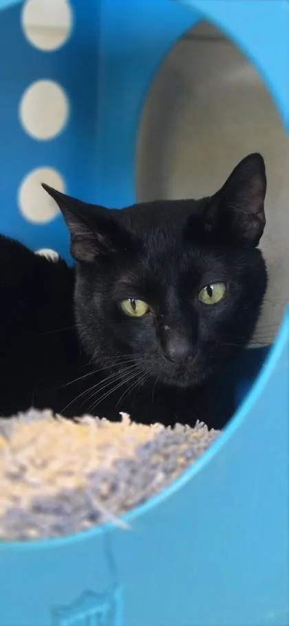 An adult small-sized male Domestic Short Hair cat named Little Guy for adoption in Honolulu, HI