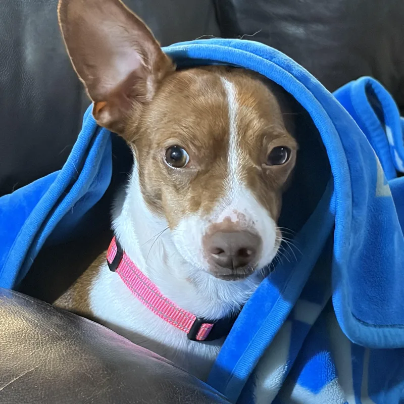 A baby small-sized female Brown / Chocolate Dachshund dog named Betty for adoption in Davisburg, MI
