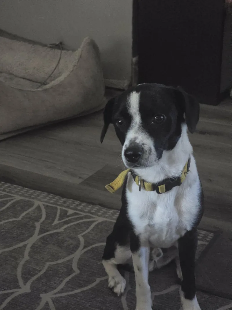 An adult small-sized male Black Mixed Breed dog named Max for adoption in Vacaville, CA