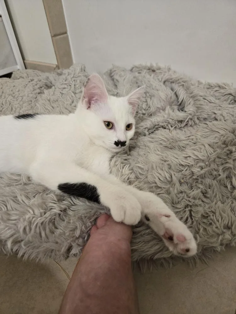 A baby small-sized female Black & White / Tuxedo Domestic Short Hair cat named Charlie for adoption in Chicago, IL