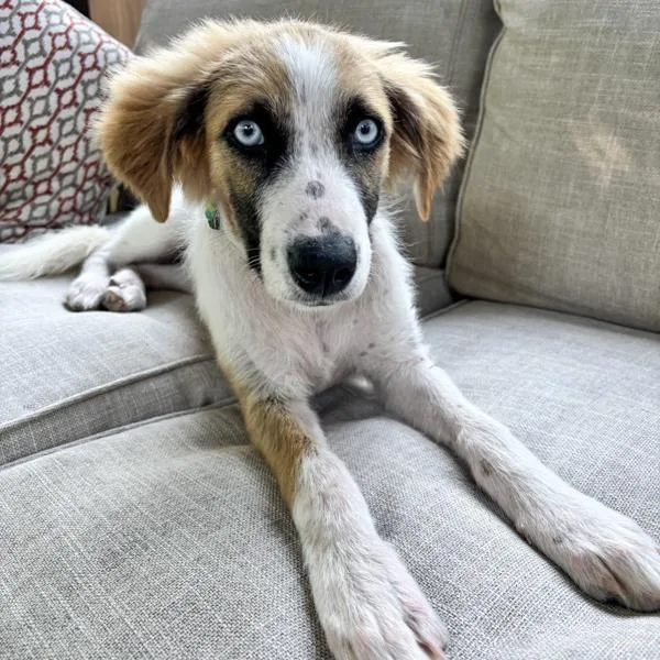A baby medium-sized female Border Collie dog named Molly for adoption in Des Moines, IA