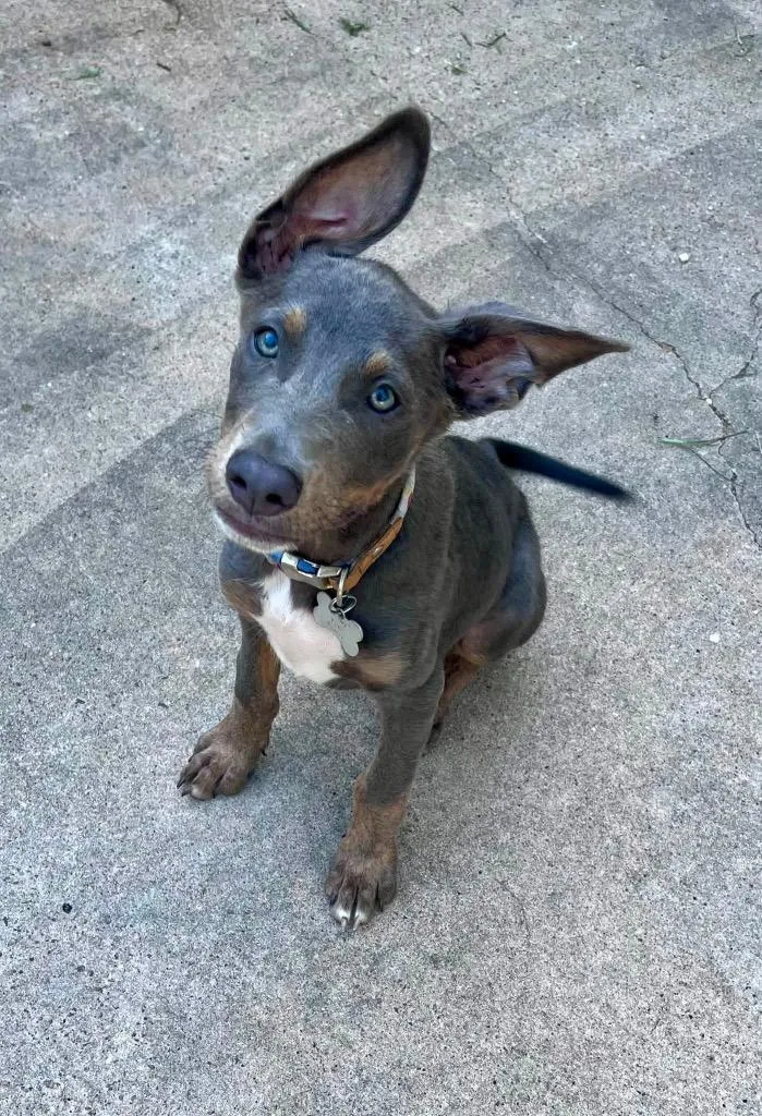 A baby medium-sized male Mixed Breed dog named Austin for adoption in CONROE, TX