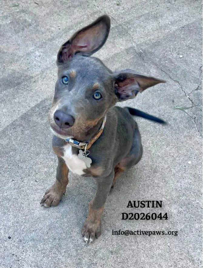 Austin thumbnail 4
