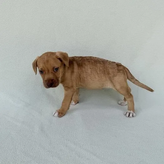 Club Penguin thumbnail 2