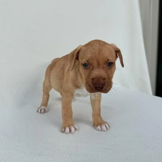 Club Penguin thumbnail 3