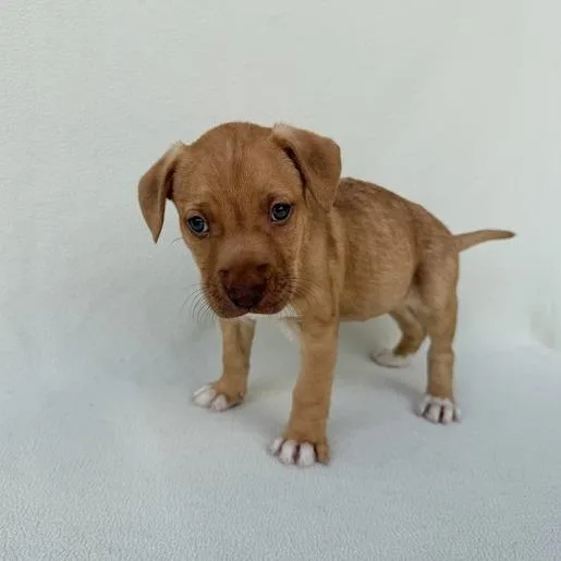 Club Penguin thumbnail 4