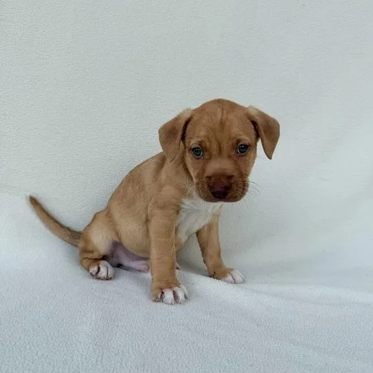 Club Penguin thumbnail 5