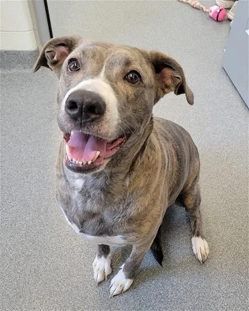 An adult large-sized female Pit Bull Terrier dog named Serina for adoption in Toledo, OH