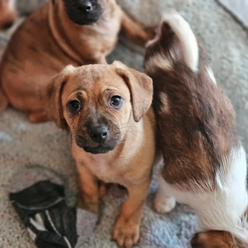 Benny