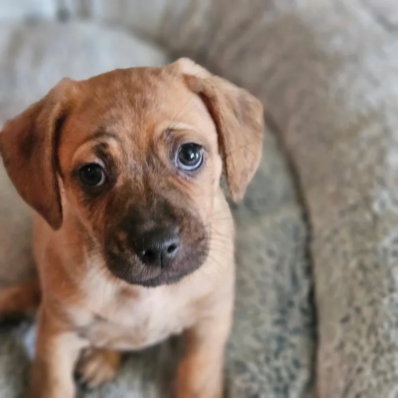Benny thumbnail 2
