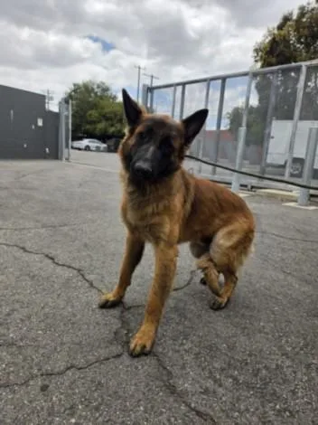 An adult large-sized male Belgian Shepherd / Malinois dog named Mickey for adoption in Los Angeles, CA