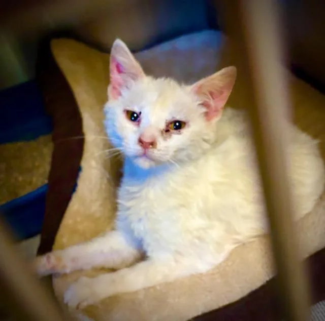 A baby medium-sized female Domestic Short Hair cat named Ruby for adoption in Princeton, IN