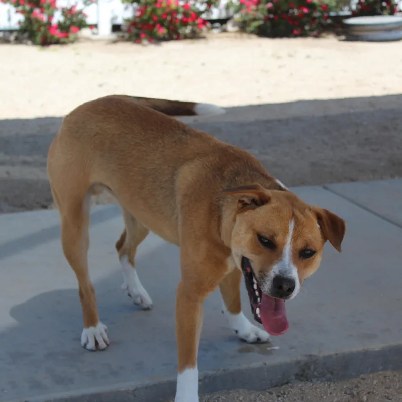 A young large-sized male Red / Chestnut / Orange Pit Bull Terrier dog named Max for adoption in Yucca Valley, CA
