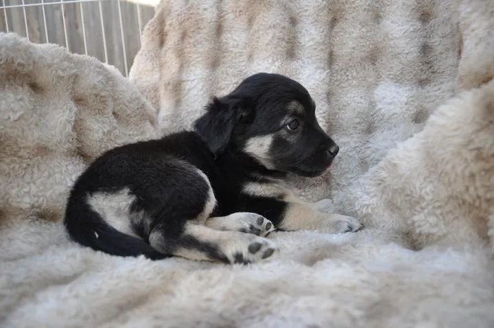 A baby medium-sized female Black German Shepherd Dog dog named Petunia for adoption in Pflugerville, TX